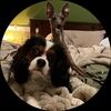 pixelpuppi